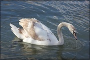 24th Feb 2015 - Who, me, a swan?