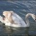 Who, me, a swan? by jamibann