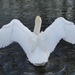 w = white wings by quietpurplehaze