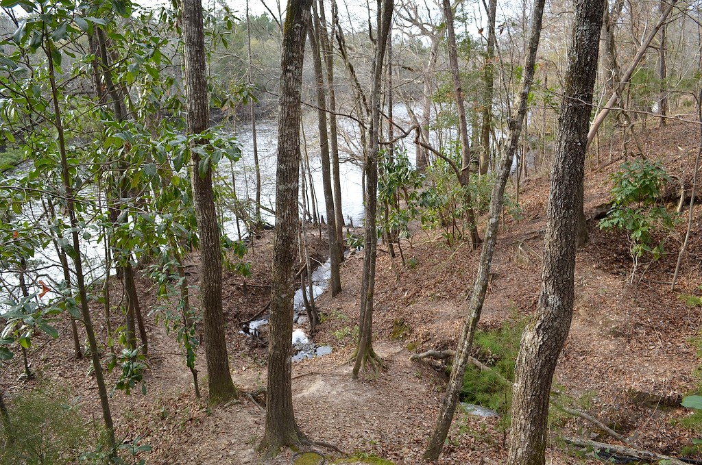 Small feeder creek entering the Edisto River, Givhans Ferry State Park, Dorchester County, South Carolina by congaree