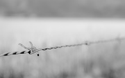 24th Feb 2015 - Barbed Wire