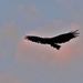 "On the Wing's of an Eagle"... by tellefella