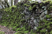 24th Feb 2015 - Mossy Wall .... (For Me)