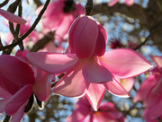 24th Feb 2015 - Dogwood Tree Blossoms