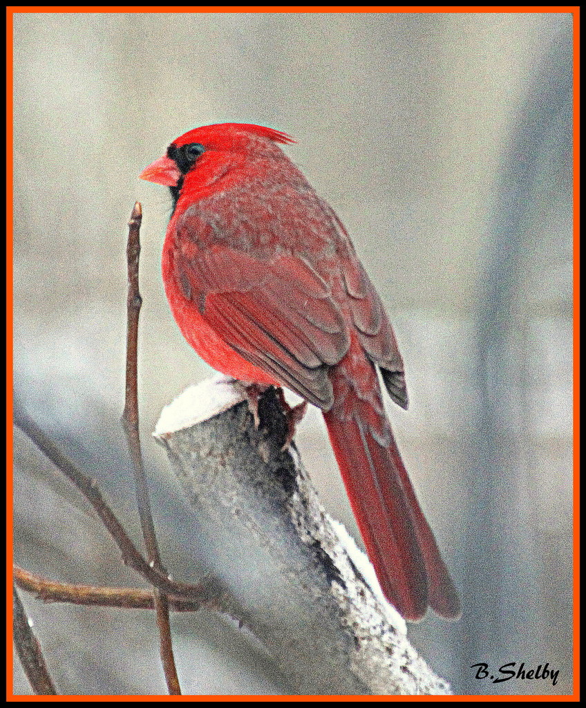Cardinal on Snow Day by vernabeth