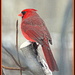 Cardinal on Snow Day by vernabeth