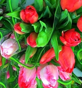 24th Feb 2015 - Beautiful tulips!