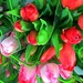 Beautiful tulips! by homeschoolmom