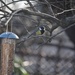 24 February 2015 The contemplation of a Great Tit by lavenderhouse