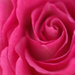Pink Rose by mhei