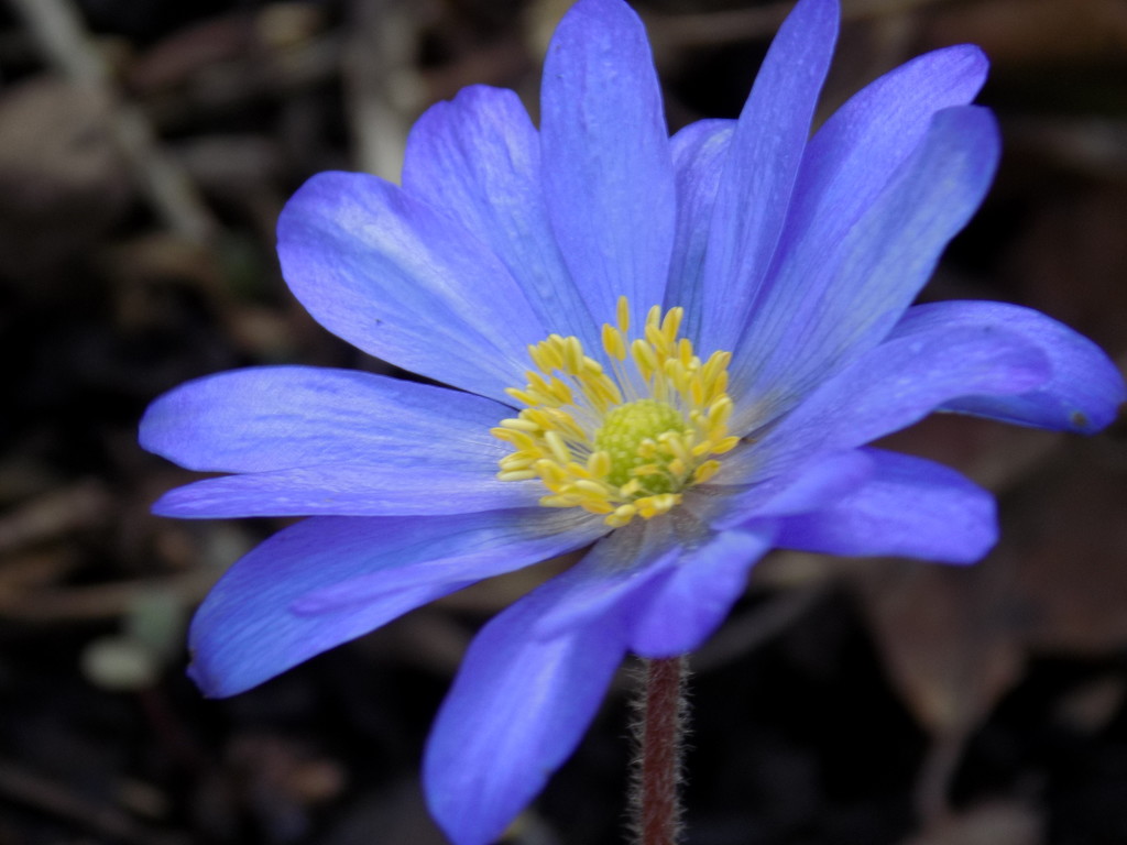Blue anemone by flowerfairyann