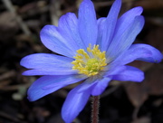 24th Feb 2015 - Blue anemone