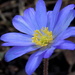 Blue anemone by flowerfairyann