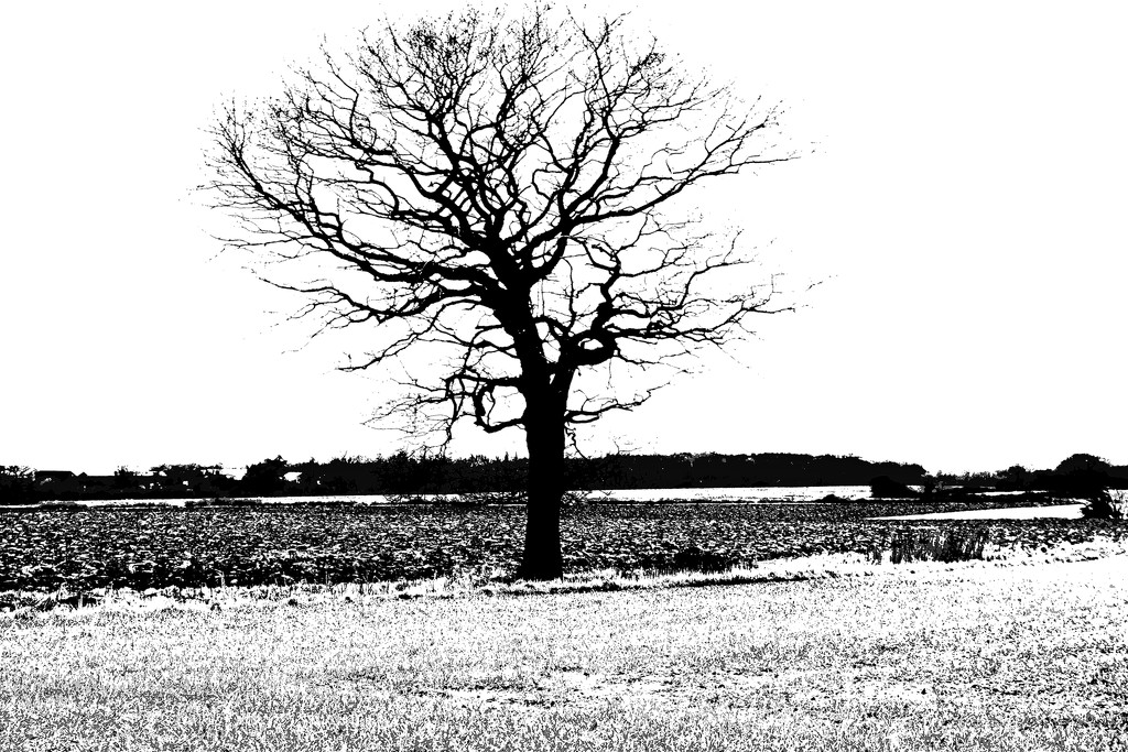 LONE TREE  by markp