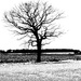 LONE TREE  by markp