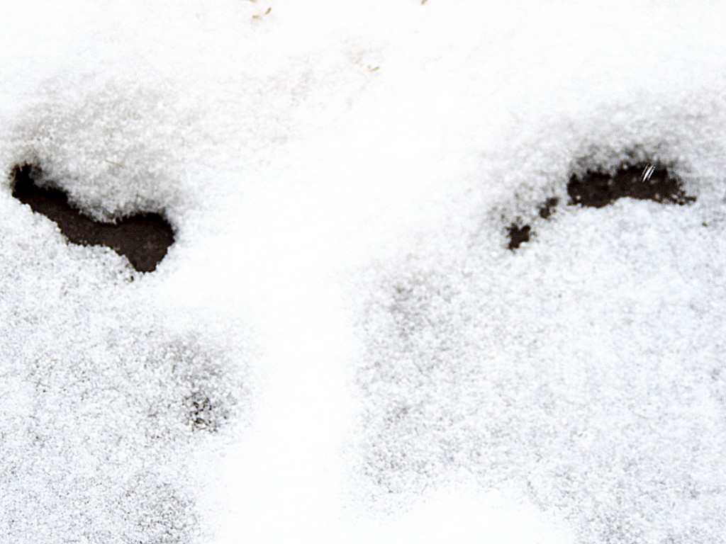 Face in the snow! by homeschoolmom