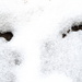 Face in the snow! by homeschoolmom