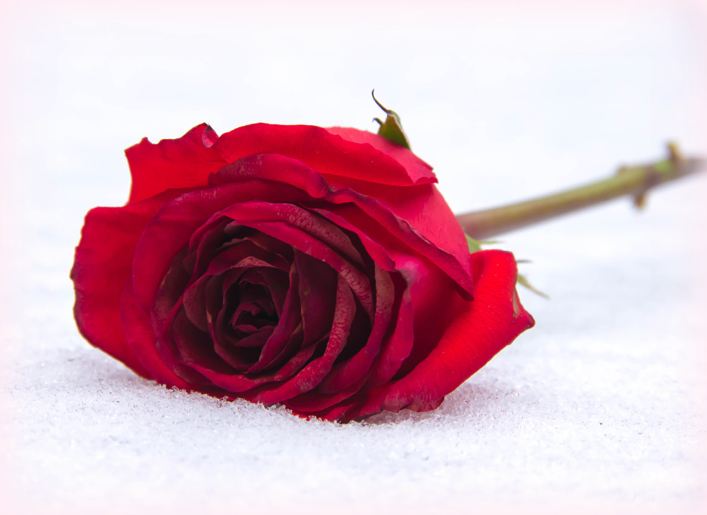 Red Rose in the snow by tara11