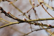 20th Feb 2015 - Pussy Willow