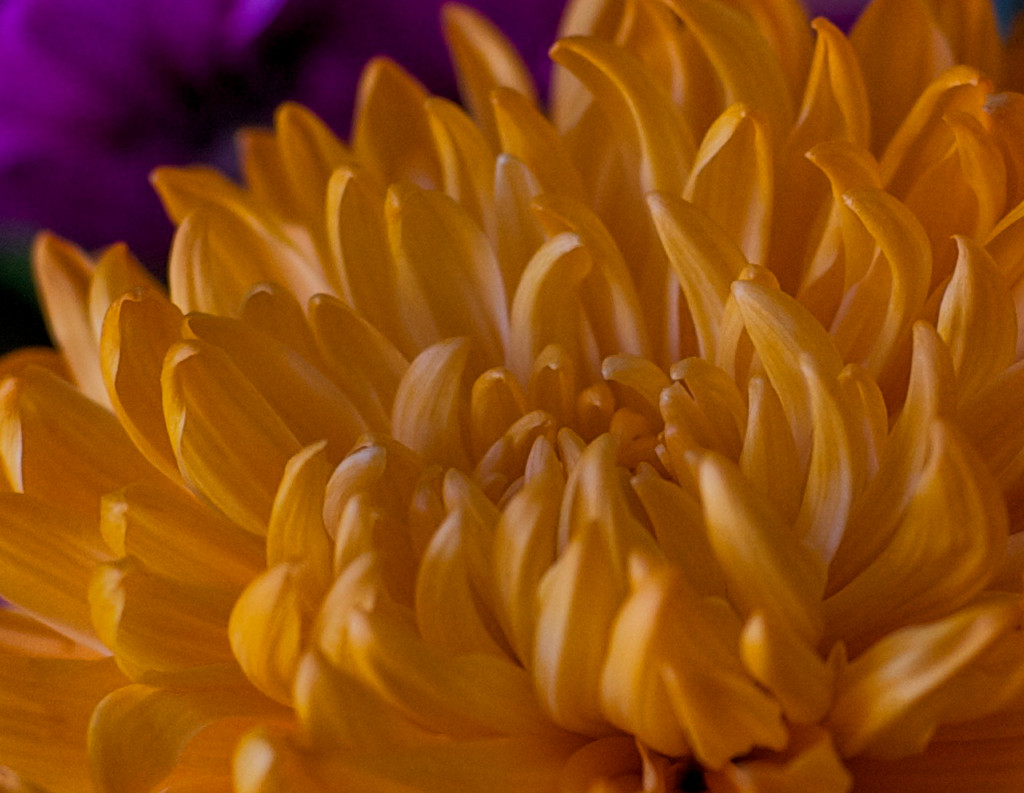 Chrysanthemum by loweygrace