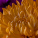 Chrysanthemum by loweygrace