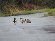 24th Feb 2015 - Sitting ducks
