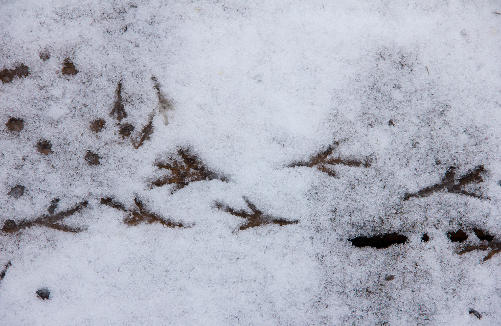 Bird prints in the snow by tara11