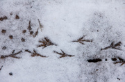 23rd Feb 2015 - Bird prints in the snow