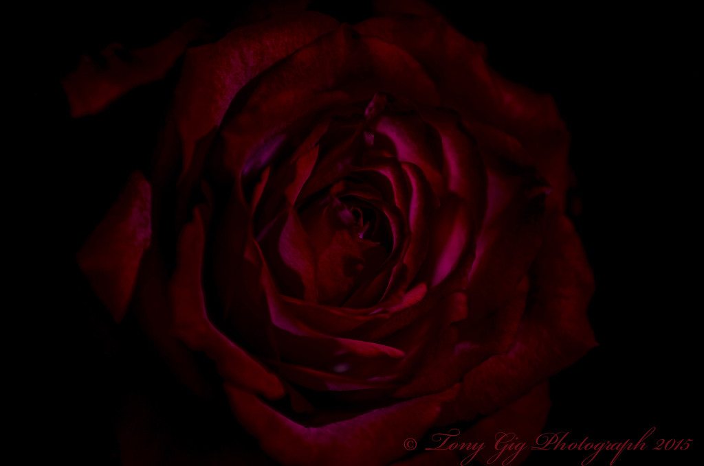 Rose  by tonygig
