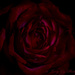 Rose  by tonygig
