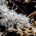 Hunting Ice Crystals by milaniet