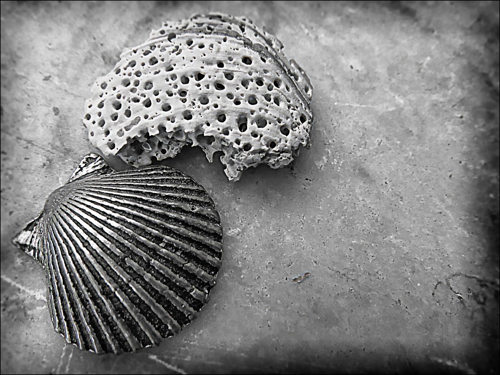 Seashells by olivetreeann