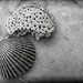 Seashells by olivetreeann
