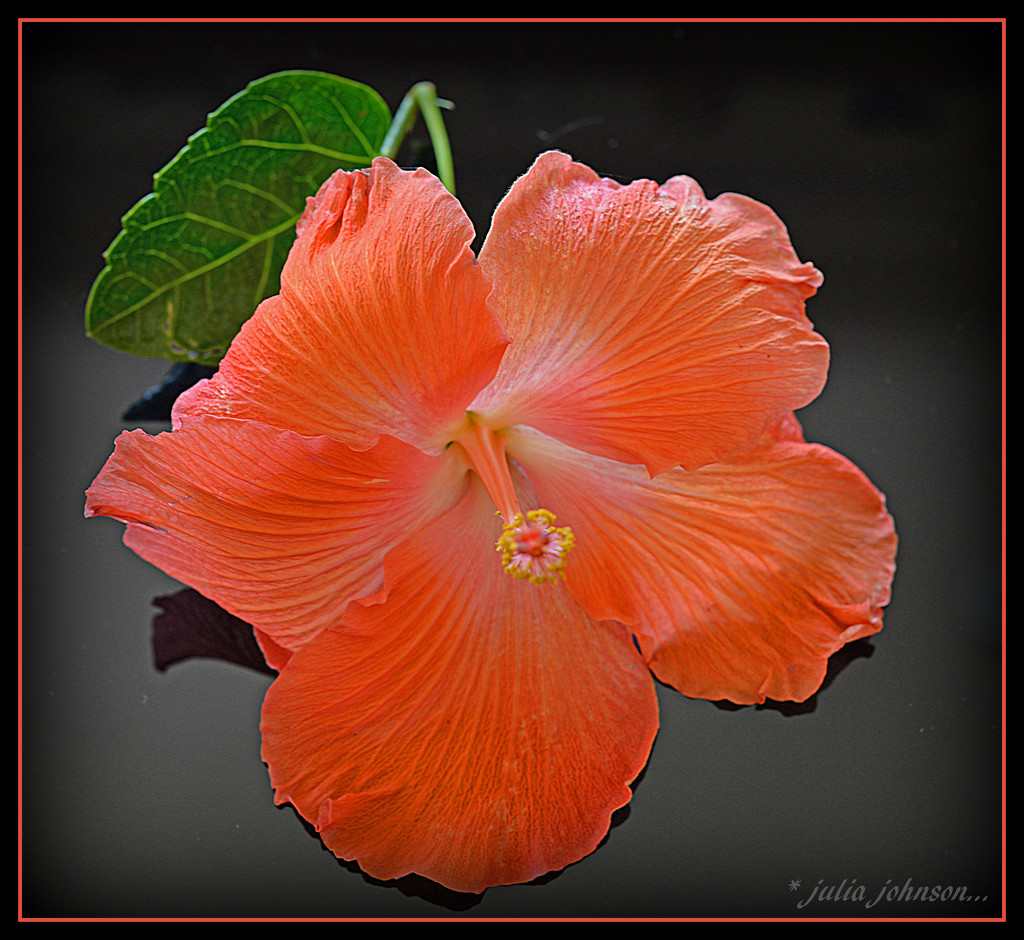 Orange Hibiscus.. by julzmaioro