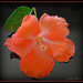 Orange Hibiscus.. by julzmaioro