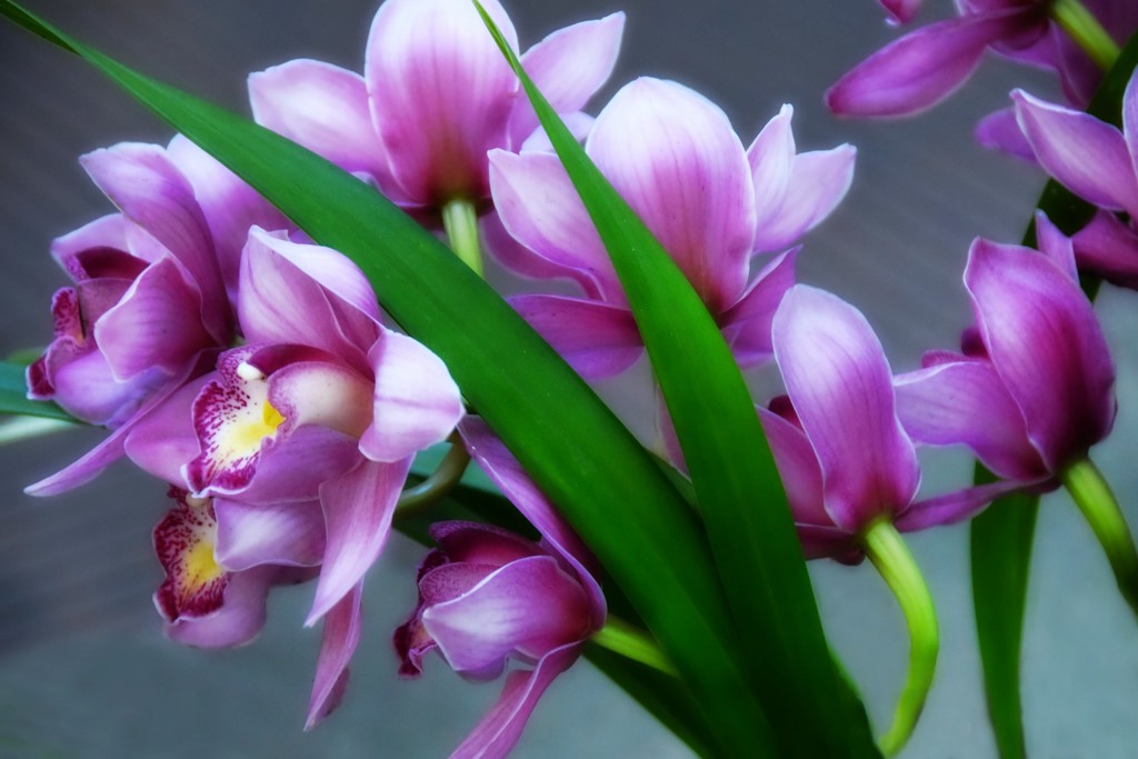 Orchids  by joysfocus
