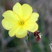 Yellow Flower by leestevo