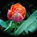 Garden Variety Tulip  by redy4et