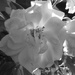 Light through the rose petals by alia_801