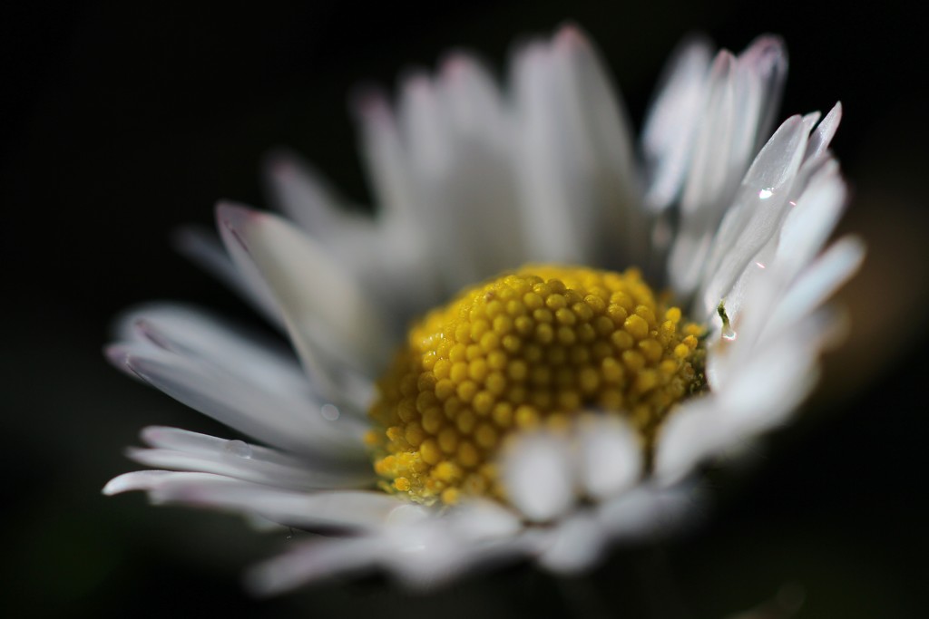 Dappled Daisy .... (For Me) by motherjane