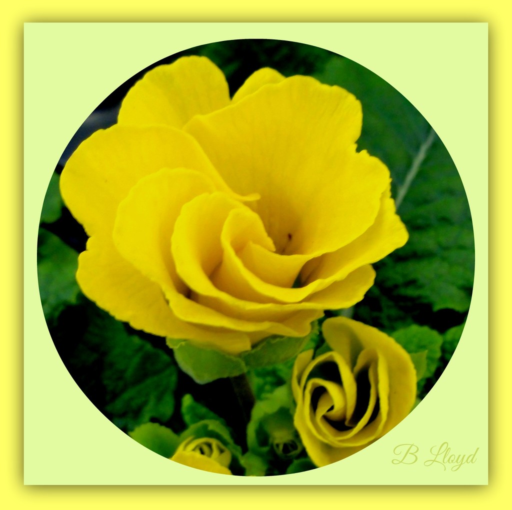 Y for - Yellow Primula by beryl