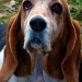 I am thankful for... Bassett Hounds by dmrams