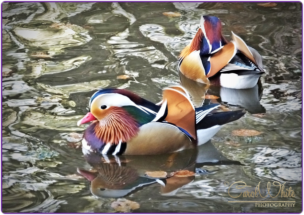 Mandarin Ducks by carolmw