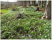 25th Feb 2015 - A Carpet of Snowdrops(best viewed on black)