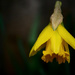 Daffodil by newbank