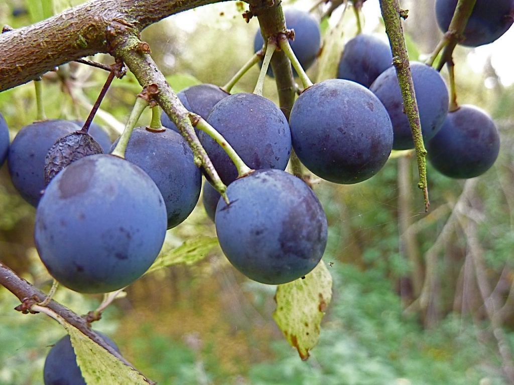 Purple Fruit by helenmoss