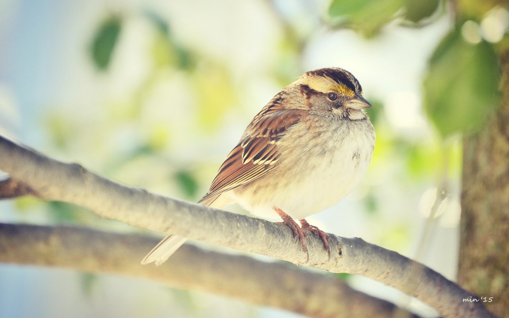 White-throated Sparrow by mhei