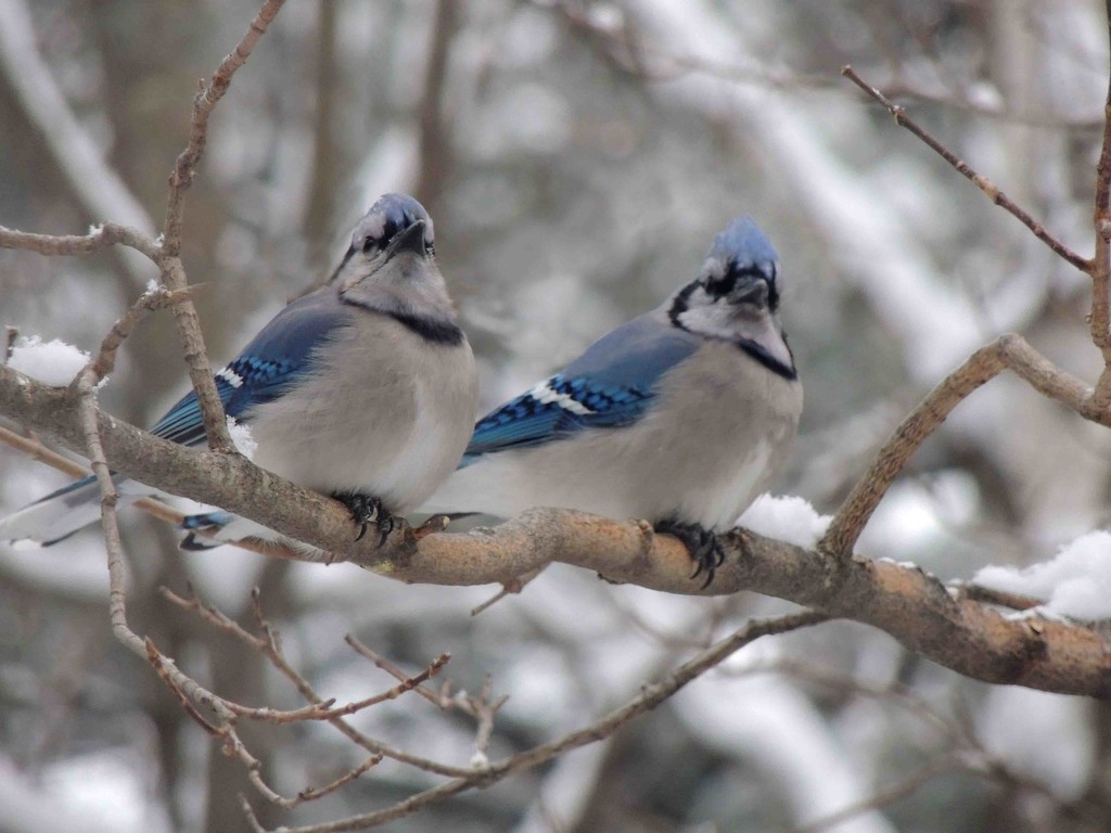 Snowy Perches by sunnygreenwood