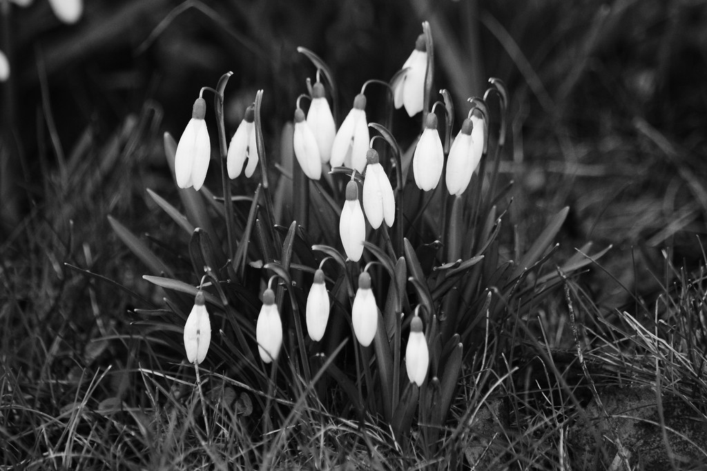Snow drops by richardcreese