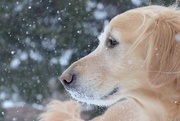 23rd Feb 2015 - snow dog